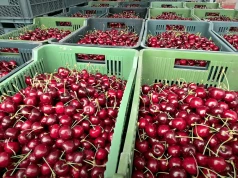 Sadownicy alarmują: rośnie import czereśni do Polski. Apel o pilne kontrole jakości