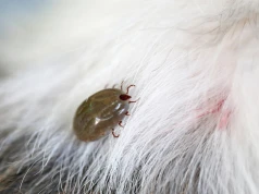 Połóż to przy wejściu do ogrodu. Ten zapach może działać jak naturalna tarcza na kleszcze
