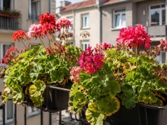 Metoda jednej szklanki to hit. Twoje pelargonie zniosą każdy upał
