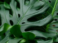 Lepszy niż monstera. Nie wymaga podpór ani palików, a liście są gęstsze