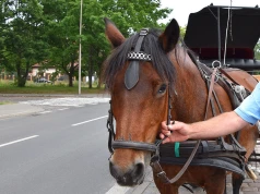 Świnoujście planuje stopniowe wygaszanie działalności dorożek