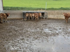 Dokarmianie cieląt mięsnych na pastwisku. Kiedy dodatkowa pasza przynosi największe korzyści?