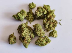 Blood Orange Kush – najsilniejsza odmiana od Canopy Growth