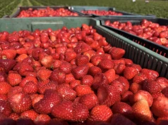 Ceny truskawek na skupach rosną. Wyższe stawki za owoce na mrożenie