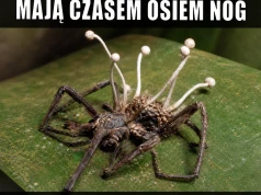Grzyb zrobił z pająka router