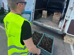 Kontrola czereśni na Rybitwach. Inspektorzy wstrzymali sprzedaż partii owoców z Węgier (Galeria)