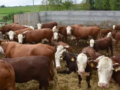 Ubojnie mówią o obniżkach. Ile dziś płacą za bydło?