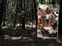 Poszła na grzyby, znalazła rzadki okaz. "Już się pojawił"
