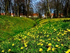 Miasto gra w zielone