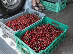 Afera z importowanymi czereśniami? Państwo zaostrza kontrole