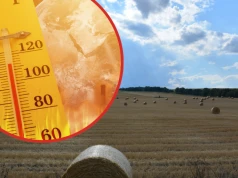 Giną zwierzęta, spadają plony. Skupy przestawiają się na nocne godziny