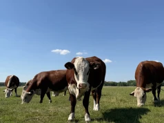 Jeszcze niedawno tyle płacono za klasę O. Dziś takie stawki dostają byki klasy U