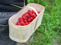 Maliny z krzaków od razu idą na sprzedaż. Ceny nie cieszą plantatorów.