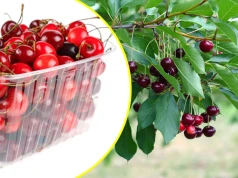Miały być polskie, mogły być importowane. Ruszają kontrole czereśni