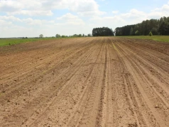 Miała 25 ha kukurydzy. Nagle z pola zaczęły znikać całe rządki