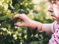 Sezon na jagody ruszył. Ten owoc wygląda niemal identycznie, ale jest śmiertelnie trujący