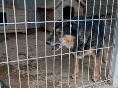 Zaniedbane i chore psy na posesji pod Garwolinem. Właścicielce grozi do 5 lat więzienia