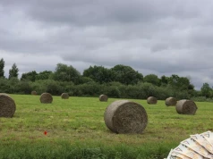 Ile kosztuje siano z pierwszego pokosu? Sprawdziliśmy ceny w całej Polsce