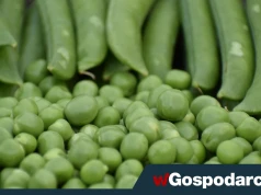 Groch – niedoceniony skarb w kuchni