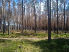 Powstaje plan odbudowy po pożarze w Puszczy Solskiej. Leśnicy podzielili pożarzysko na trzy strefy