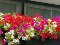 Rozkrusz, wymieszaj i wlej pod pelargonie. Kwiatów będzie tyle, że znikną liście
