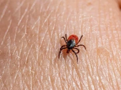 Coraz więcej przypadków boreliozy. Jak zdiagnozować chorobę? Ekspertka mówi wprost