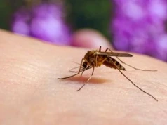 Grozi nam plaga komarów? Ekspert alarmuje: Pogoda idealna