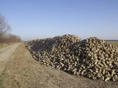 Główka buraka to zanieczyszczenie? KGS odpowiada plantatorom