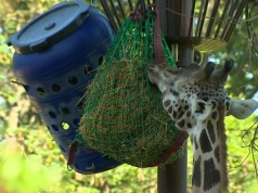 Burza o siano dla zwierząt w zoo w Warszawie. Jest z Polski czy z Niemiec?