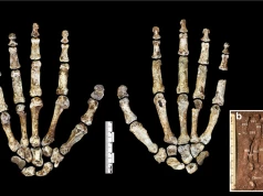 Wydobyli materiał genetyczny sprzed 300 tysięcy lat. Ujawnił mroczny sekret gatunku Homo naledi