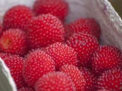 Zachwyca wyglądem i smakiem. Truskawko-malina to owocowy hit tego lata