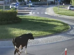 Poranny spacer krowy ulicami miasta. Właściciel odpowie przed sądem(FILM)