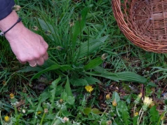 Ludzie mówią, że chwast, a to prawdziwy skarb. Nasze babcie to wiedziały