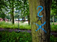 Widzisz takie znaki na drzewach w lesie? Lepiej zawróć, bo kara może sięgnąć nawet 5 tys. zł