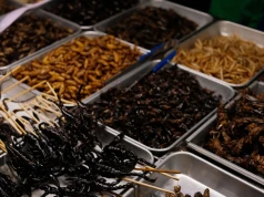 Owady na talerzu. Czy Europejczyk może żywić się insektami?