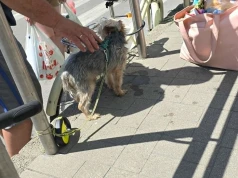 Pies przywiązany w pełnym słońcu przed sklepem w Lublinie. Reakcja świadków uratowała go przed przegrzaniem