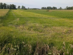 Jak oszacować plon zielonki? Miarka, herbometr i metoda ramkowa
