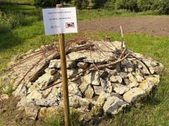 Kraków stawia na ochronę dzikich pszczół. W parkach powstały pierwsze kopczyki dla zapylaczy