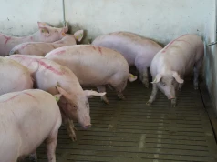 Podpowiadamy, co zmienić w żywieniu świń latem
