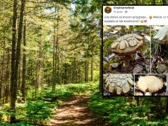 "Kosmiczne" odkrycie w polskim lesie. Grzybiarz pokazał zdjęcie i zadał pytanie internautom