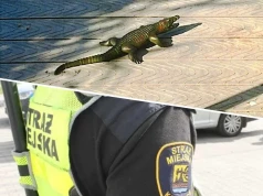 Przerażona kobieta zadzwoniła na straż miejską. Zobaczyła krokodyla!