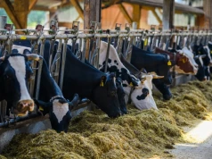 Krowy w upały jedzą inaczej. Jak chronić żwacz i utrzymać produkcję mleka?