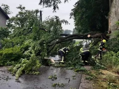 Nawałnica w Łódzkiem. Połamane drzewa i słupy blokują przejazd DK74