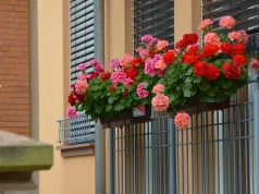 Kiedy podlewać pelargonie? Rano czy wieczorem? Odpowiedź może cię zaskoczyć