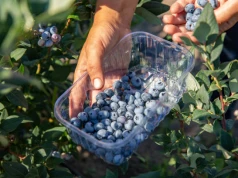 Polskie borówki podbijają Europę. Jesteśmy liderem unijnej produkcji