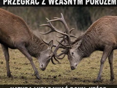 Poroże: broń biała z opcją samobóju