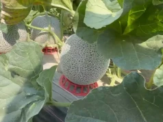 Melon za 110 zł/szt. Na 3,3 ha zbudowali biznes premium