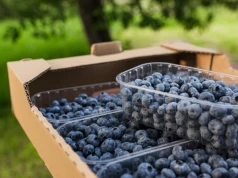 Susza i upały nie zatrzymały plantatorów. Rusza sezon na polskie borówki