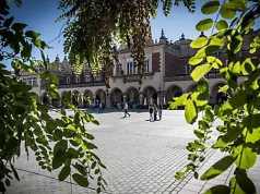 „Zielono mi” na Rynku Głównym w Krakowie