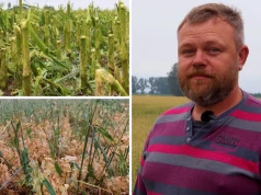 „Nie została mi żadna uprawa”. Jedna burza zniszczyła rolnikom cały rok pracy